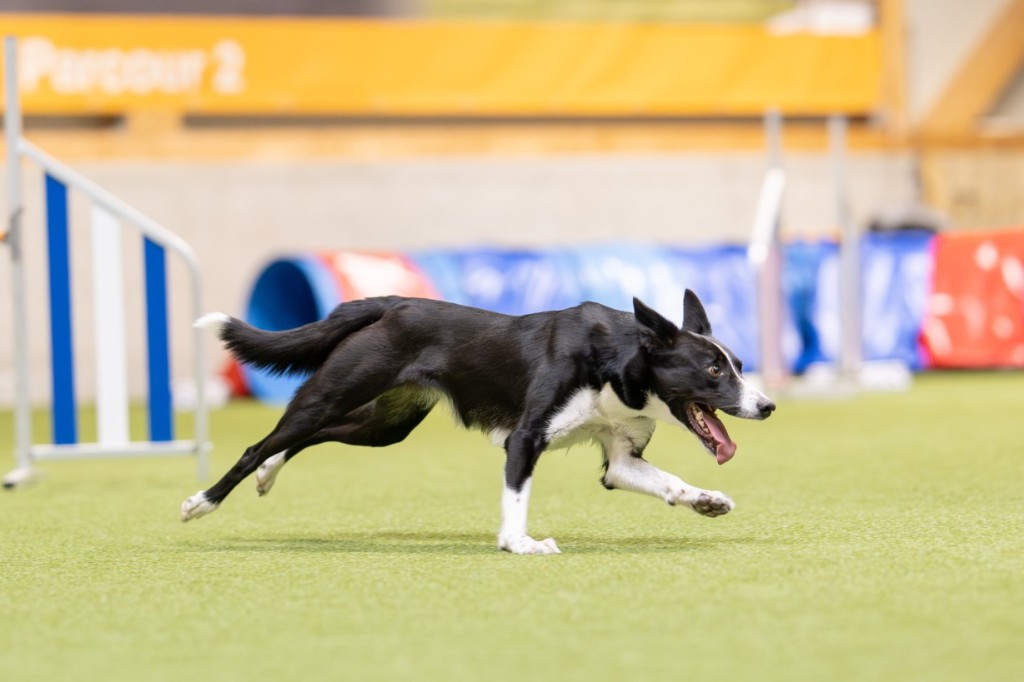 Gif, Border Collie, running on an indoor agility course