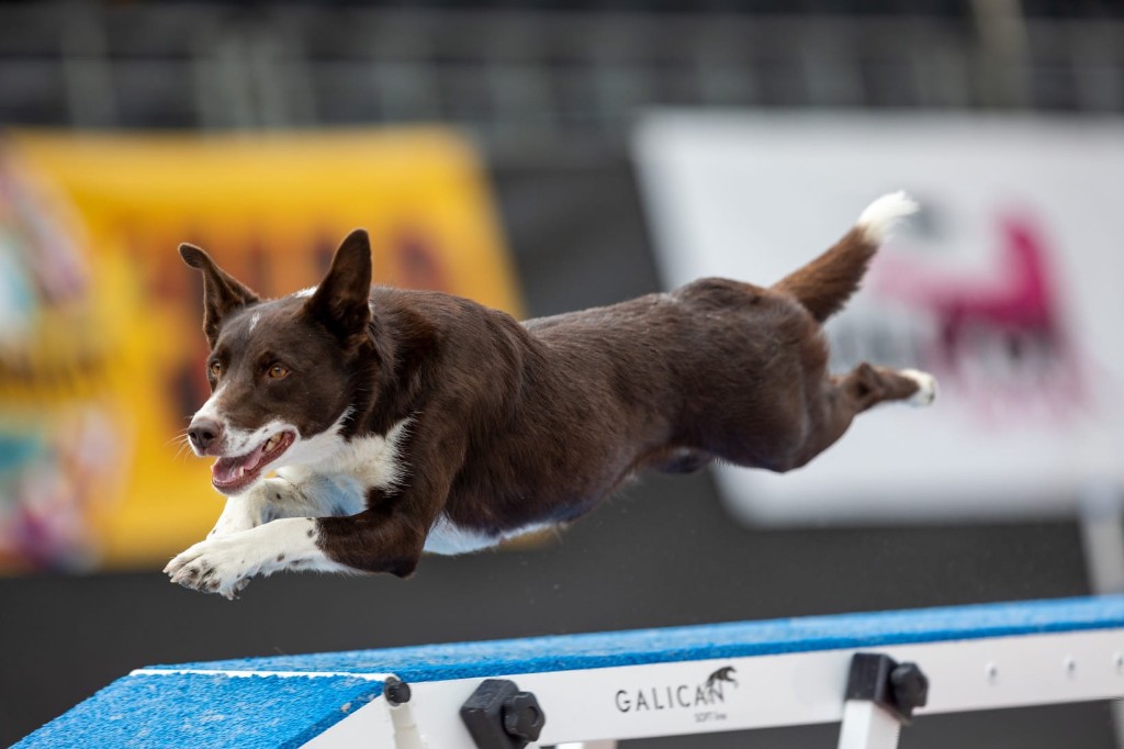 Disney, Border Collie, jumping in agility competition