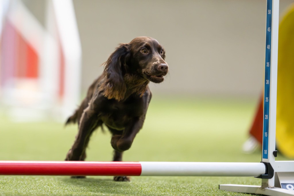 Storyky, English Cocker Spaniel, on the agility course at a jump