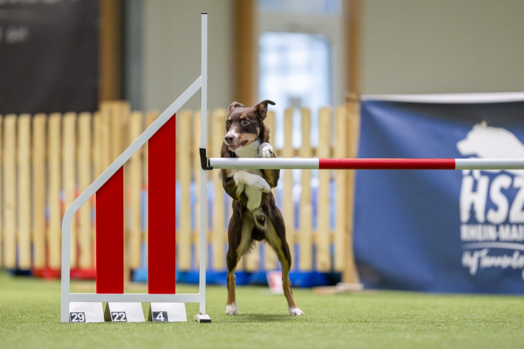 Trippy, Border Collie, clearing a jump in agility competition