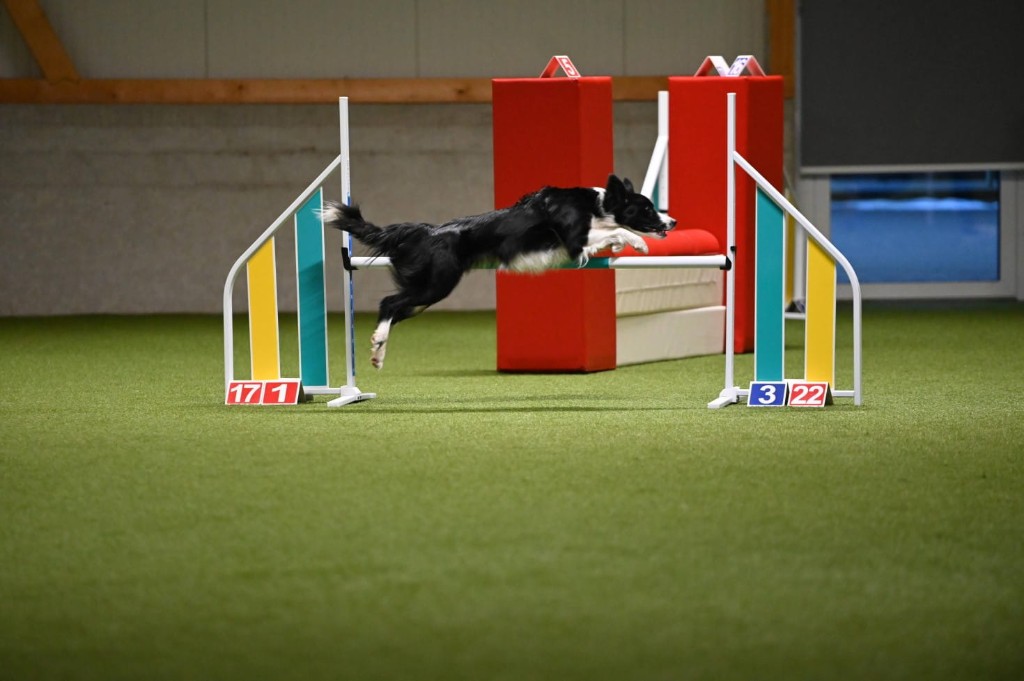 Veni, Border Collie, jumping in an indoor agility arena