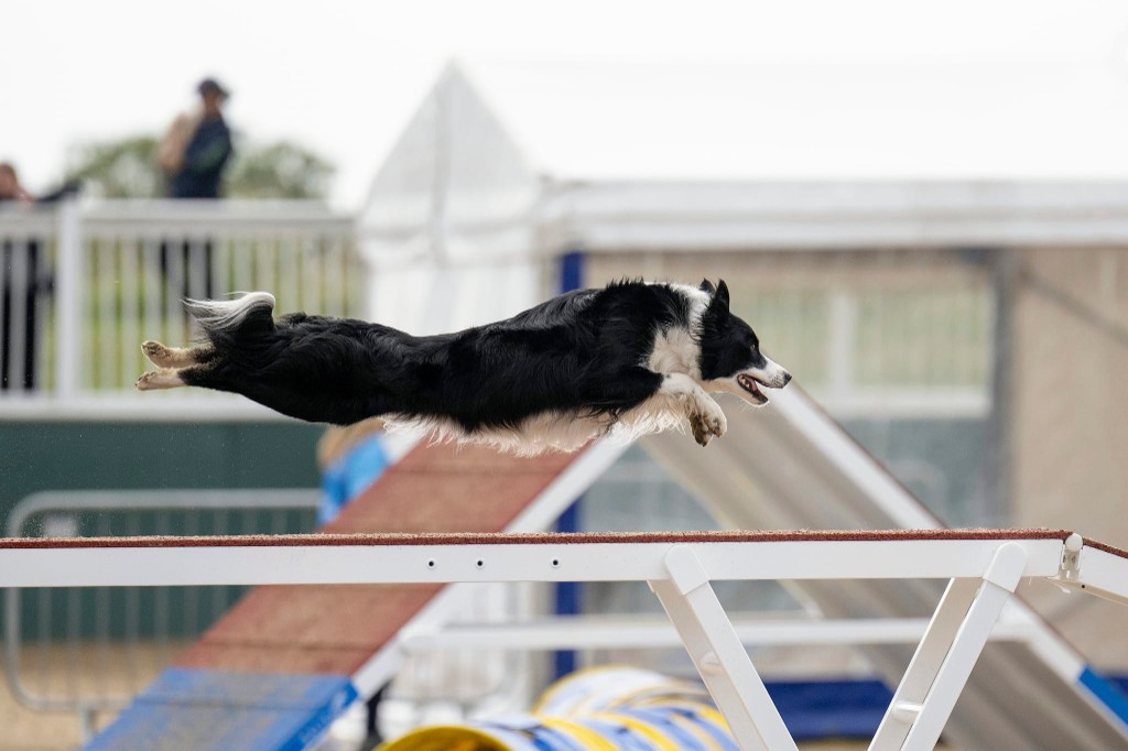 Zola, Border Collie, leaping over a dog walk at an agility competition