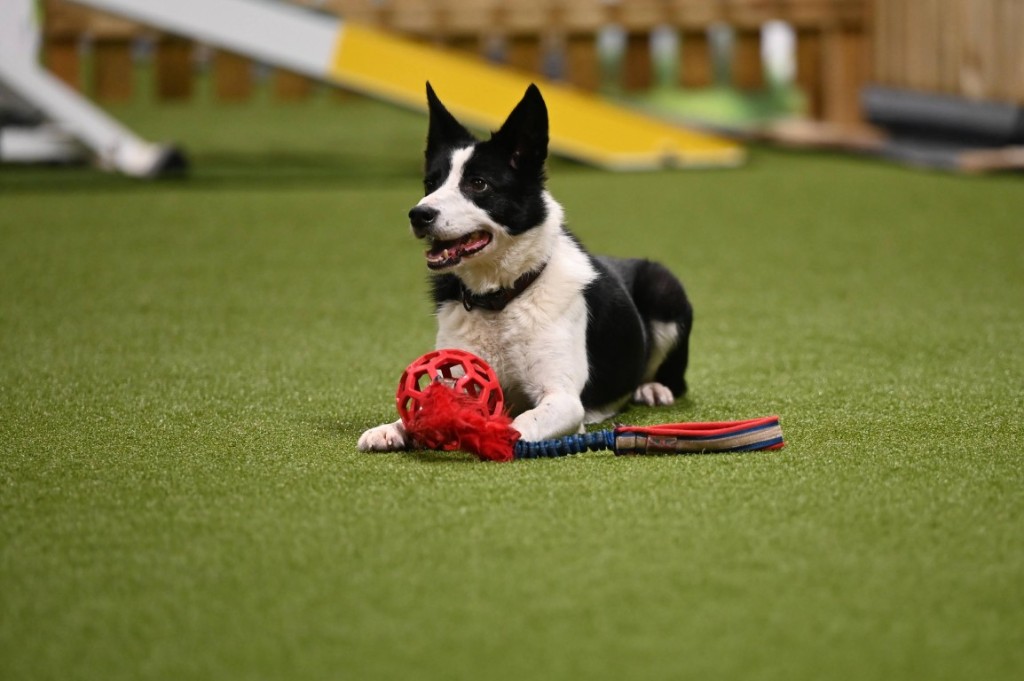 Crazee, Border Collie, on the turf with a tug toy